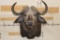 CAPE BUFFALO Shoulder Mount