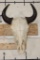 North American BUFFALO or BISON Skull with a Wire Hanger