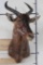 TSESSEBE Shoulder Mount
