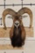 CORSICAN SHEEP Shoulder Mount