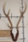 AXIS DEER Skull on a Wooden Plaque with an Extra Brow Tine