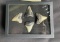 (4) Large MEGALODON SHARK Teeth Fossils in a Glass Display Case (ONE$)