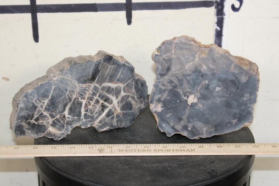(2) Petrified Wood Slab Slices (ONE$)