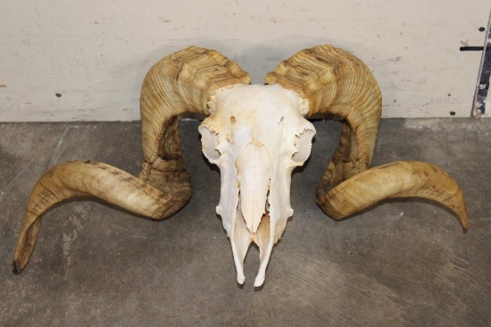 Big CORSICAN RAM Skull