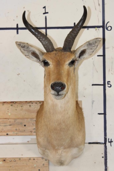 REEDBUCK Shoulder Mount