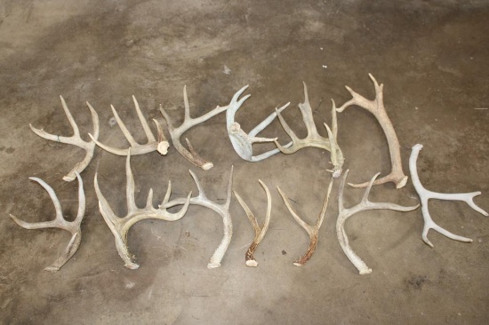 (9) Assorted Antler SHEDS and (4) Antler Cutoffs (ONE$)