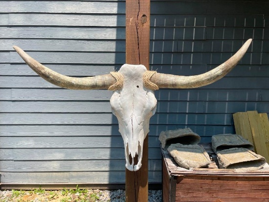 Big STEER Skull and Horns