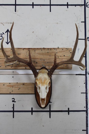8-Point WHITETAIL DEER Skull on a Wooden Plaque