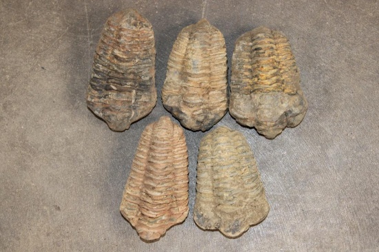 (5) TRILOBITE Fossils from Morocco (ONE$)