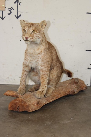 Life-sized BOBCAT Sitting on a Wood Log Base