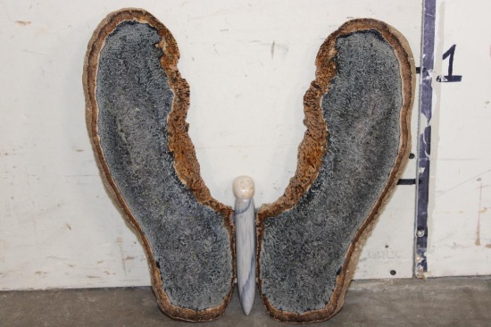 Large Petrified PALM WOOD Butterfly