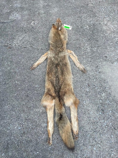 XXL *New* HEAVY Fur COYOTE Hide. All parts for a Mount