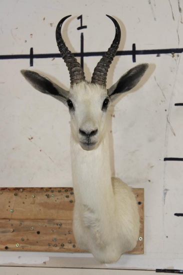 WHITE SPRINGBOK Shoulder Mount