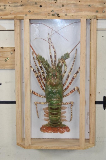 TIGER LOBSTER Encased in a Wood and Glass Shadow Box