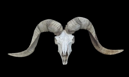 TEXAS DALL RAM Skull and Horns