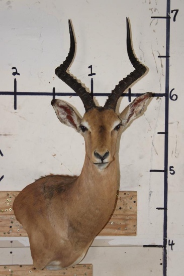 IMPALA Wall Pedestal