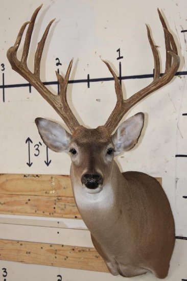 13-Point WHITETAIL DEER Shoulder Mount with 4 Brow Tines