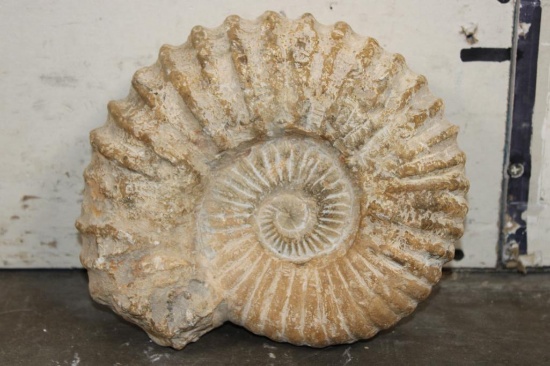 Big 11 lb AMMONITE FOSSIL Specimen from Morocco