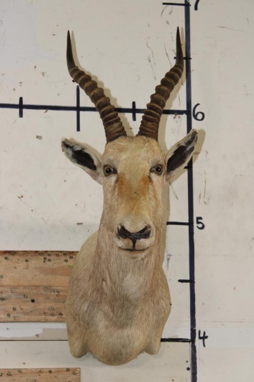 WHITE BLESBOK Shoulder Mount