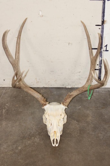 8-Point MULE DEER Skull