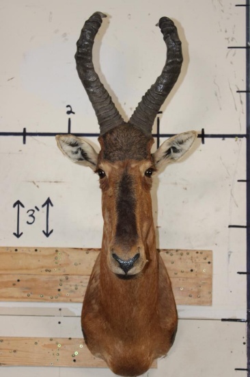 RED HARTEBEEST Shoulder Mount