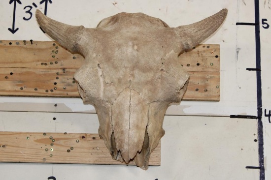 BUFFALO or BISON Skull with a Heavy Duty Wire Hanger