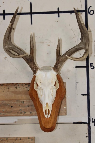 8-Point WHITETAIL Skull on a Wooden Plaque