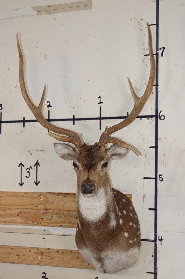 AXIS DEER Shoulder Mount with Atypical Brow Tines