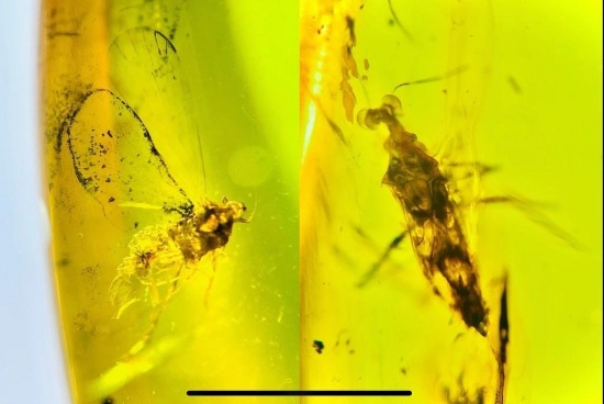 Authentic Myanmar AMBER Fossil Specimen with a Pentatomidae Cicada Insect Inside