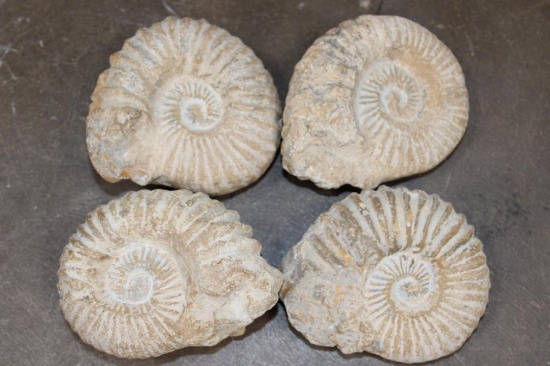 (4) AMMONITE FOSSILS from Morocco, (ONE$)