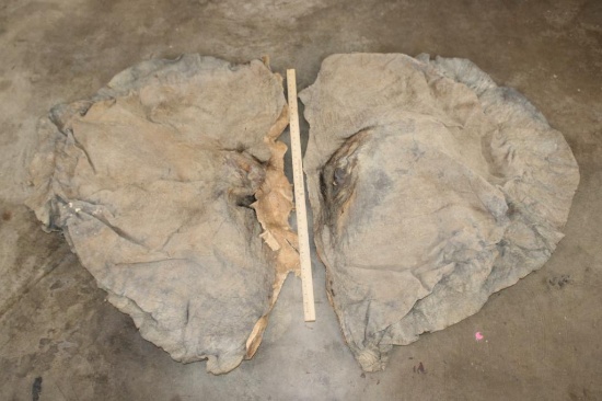 Pair (2) African ELEPHANT Ears (ONE$)
