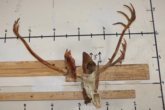 Big 26-Point CARIBOU Skull on a Driftwood Wall Hanger