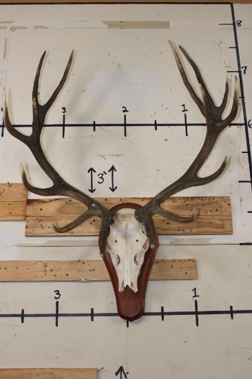 16-Point RED STAG Skull on a Wood Plaque