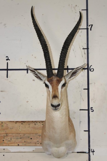 GRANT'S GAZELLE Shoulder Mount