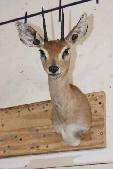 STEENBOK Shoulder Mount