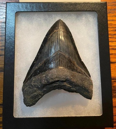 1 Monster-Sized MEGALODON SHARK Tooth in a Glass Display Case