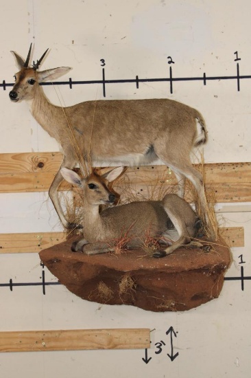 2 Life-sized COMMON DUIKERS on a simulated Rock Wall Hanging Base