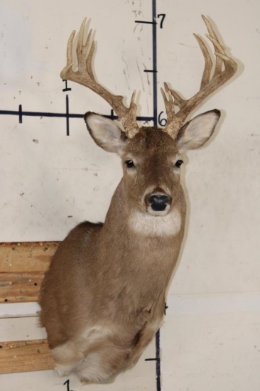 14-Point WHITETAIL DEER Shoulder Mount