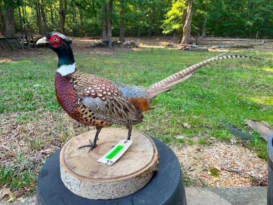 Life-sized Ring-necked PHEASANT Mounted on a Wood Slice