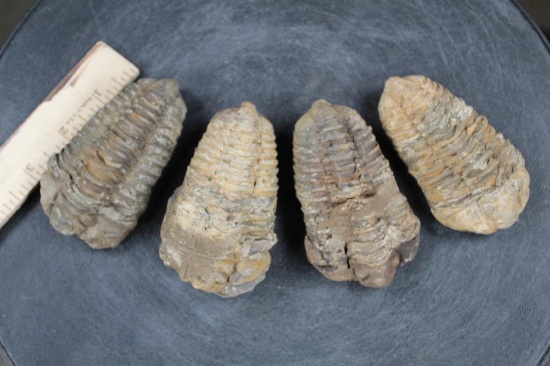(4) Trilobite Diacalymene FOSSILS from Morocco (ONE$)