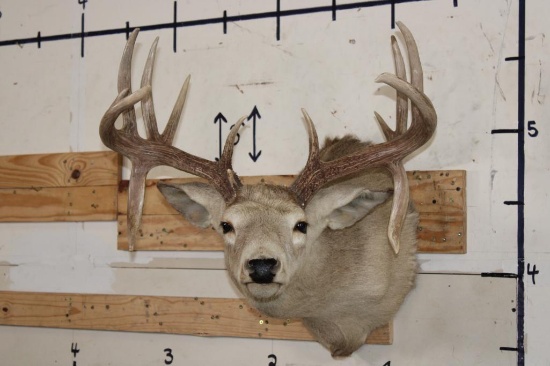 14-Point WHITETAIL DEER Shoulder Mount with the Boone and Crockett Club Score Sheet