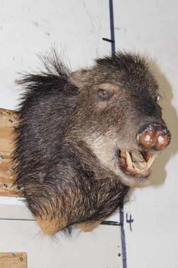JAVELINA Shoulder Mount