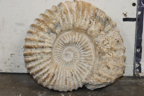 Big 12 lb AMMONITE FOSSIL Specimen from Morocco