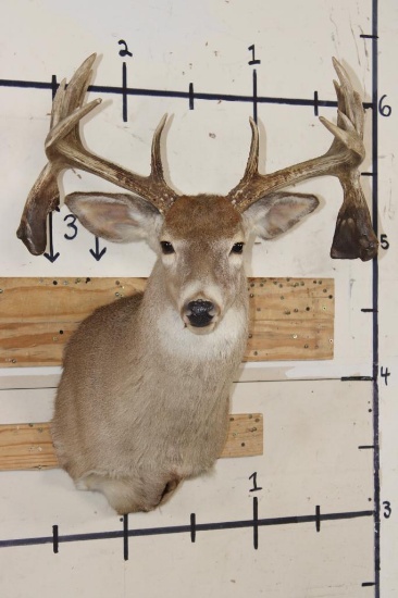 Big Non-Typical 15-Point WHITETAIL DEER Shoulder Mount