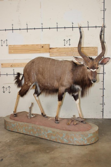 Big Life-sized NYALA on a Base with a HYENA Skull and Wheels