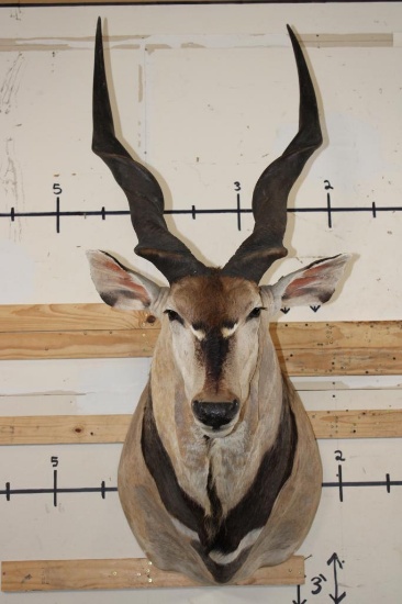 XXL LORD DERBY ELAND Shoulder Mount