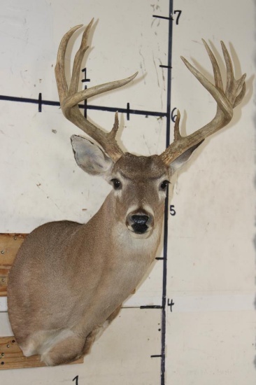 12-Point WHITETAIL DEER Shoulder Mount