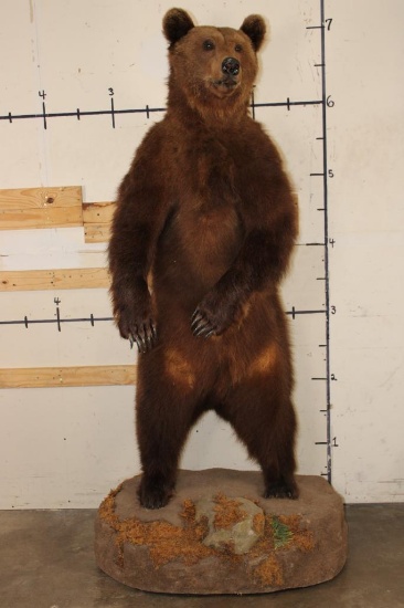 Life-sized Standing BROWN BEAR on a simulated Rock Base with Wheels