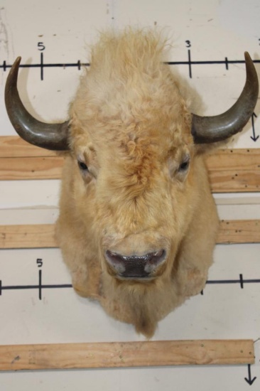 *Very Rare* WHITE AMERICAN BISON or BUFFALO Shoulder Mount