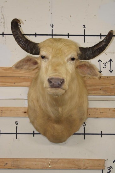 *Very Rare* WHITE or ALBINO WATER BUFFALO Shoulder Mount